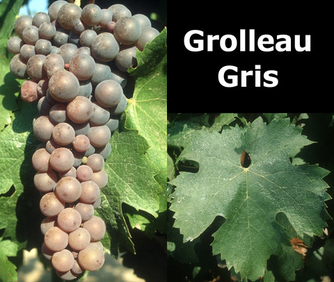 Grolleau-gris-G