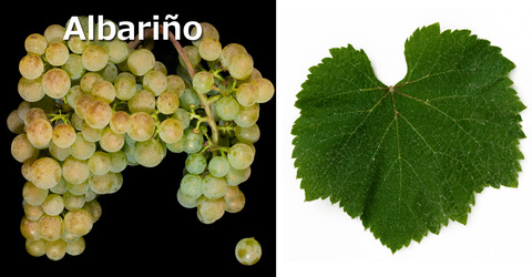 Albarino