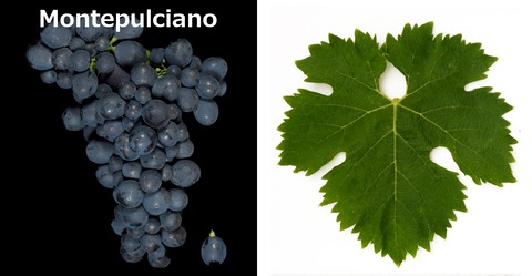 Zaccagnini00