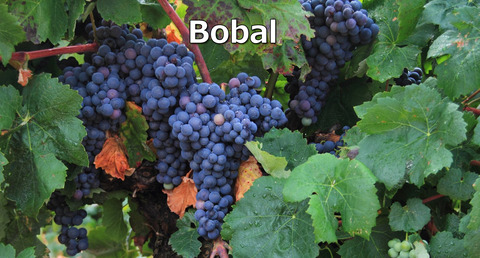 Bobal01