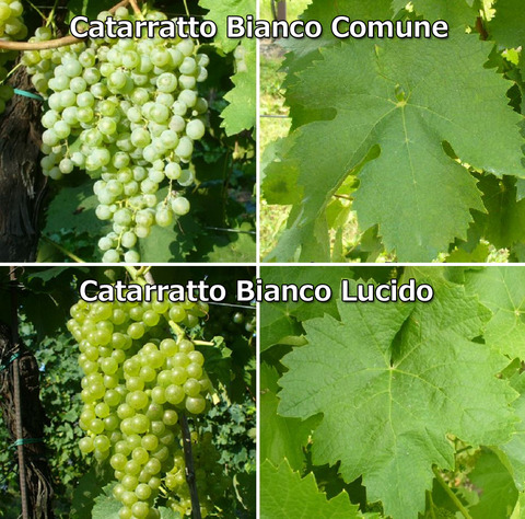 Catarratto-Bianco