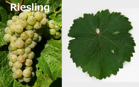 Riesling