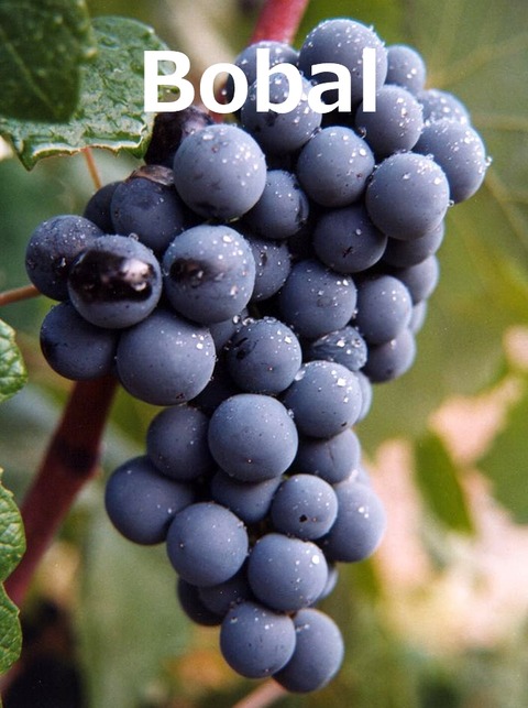 bobal01
