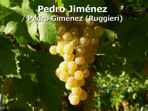 Pedro-Jimenez-Pedro-Gimenez