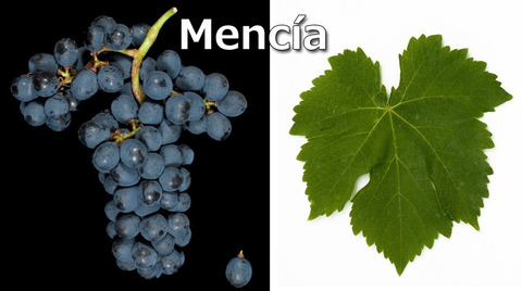 Mencia01