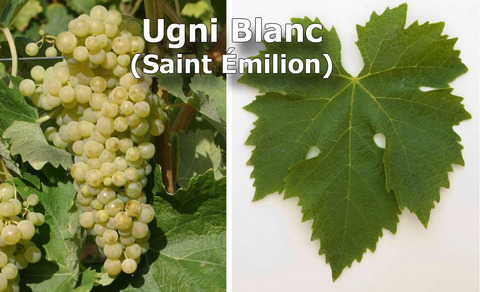 Ugni-Blanc