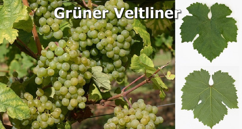 Gruner-Veltliner