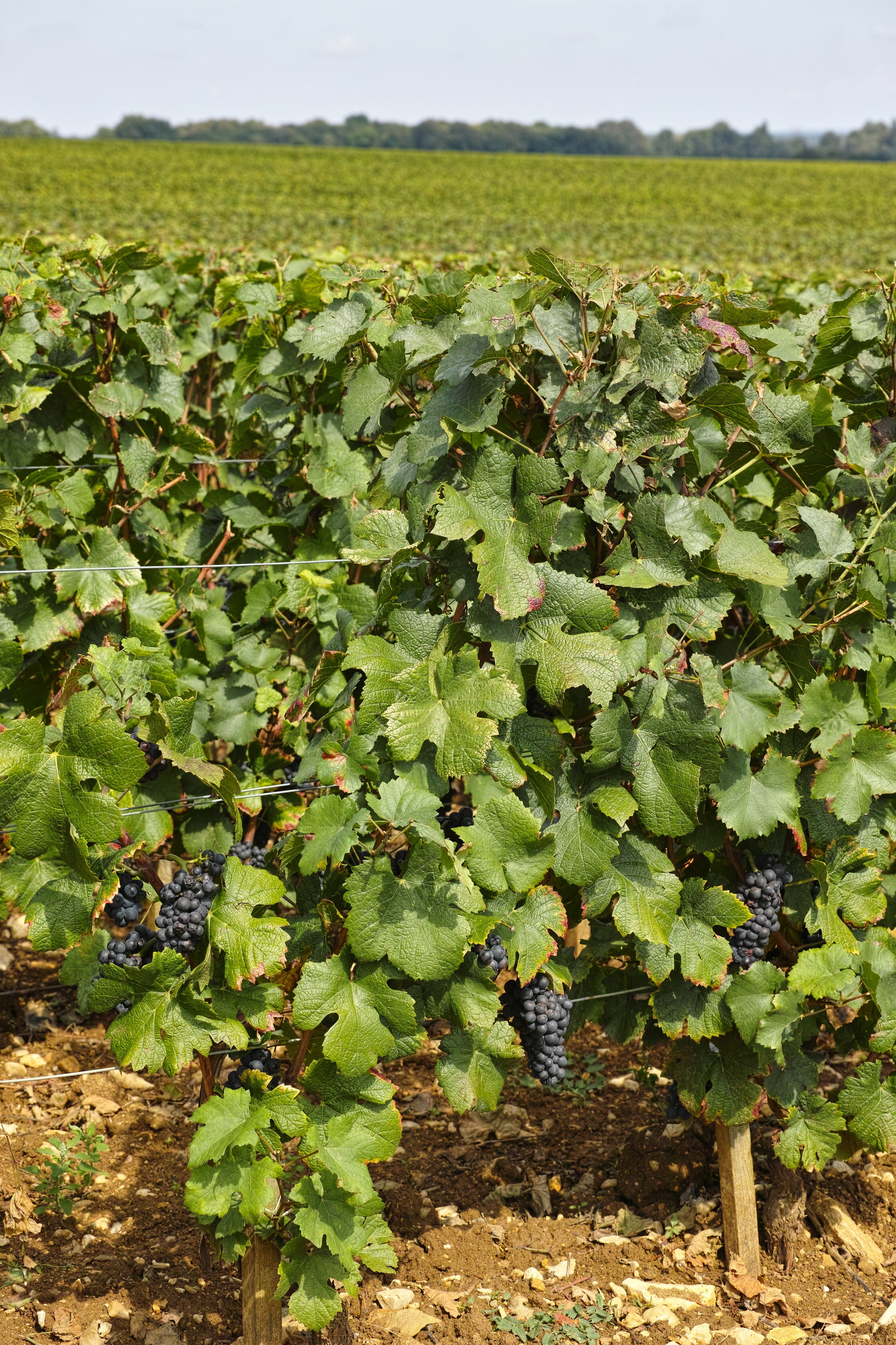 DRC (Domaine de la Romanée-Conti) Romanée St-Vivant 2013 DRC (Domaine de la Romanée-Conti) Romanée St-Vivant 2013