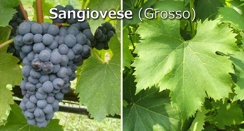 Sangiovese-Grosso