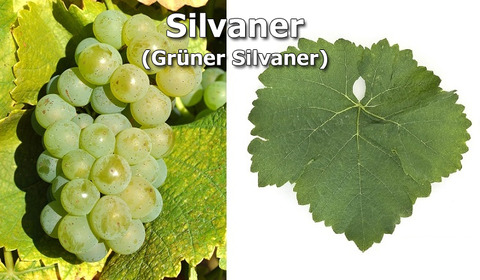 Silvaner01