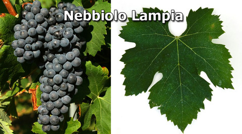 Nebbiolo-Lampia