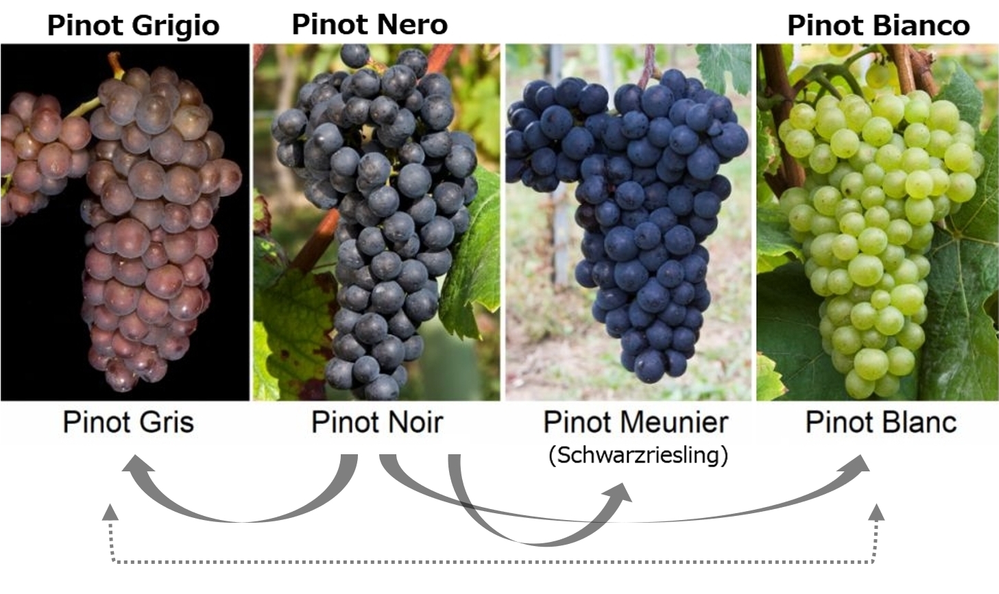 San Pedro Gato Negro Pinot Grigio 2023 : Red Red Wine：「偉い