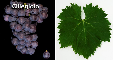 Ciliegiolo