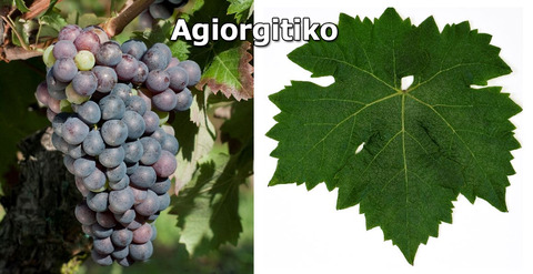 Agiorgitiko