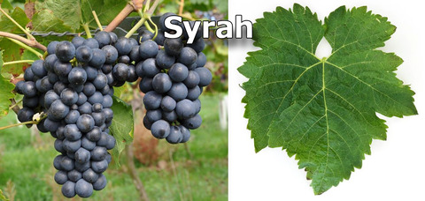 Syrah01