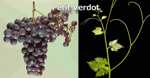 PetitVerdot