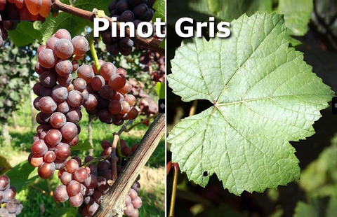 Pinot-Gris