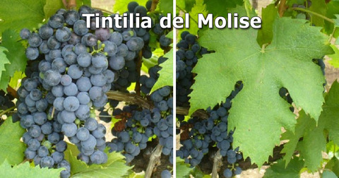 Tintilia-del-Molise