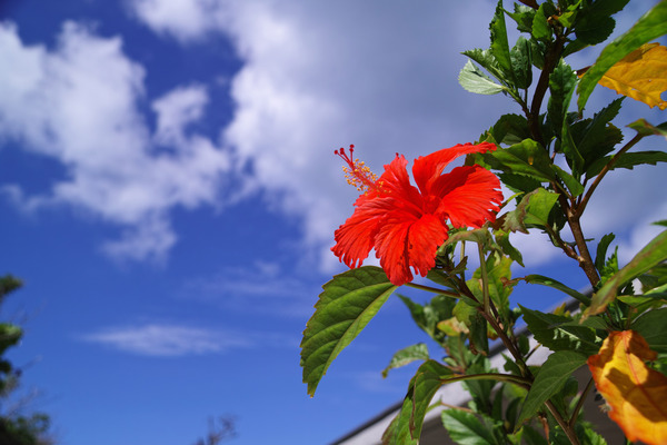 Okinawan Summer Impressions (Reprise)
