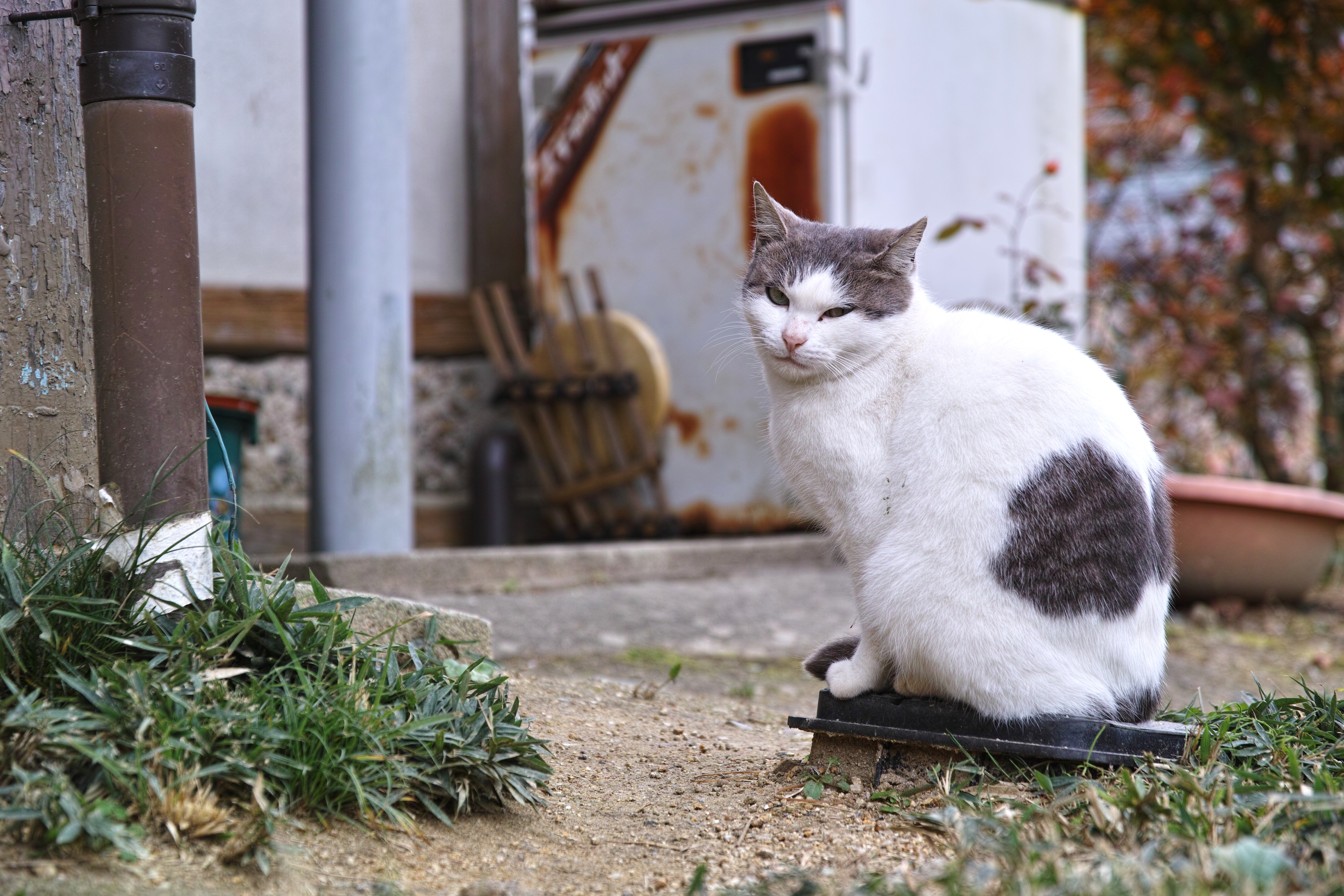 田舎猫 最近ちゃんと写真撮ってますか