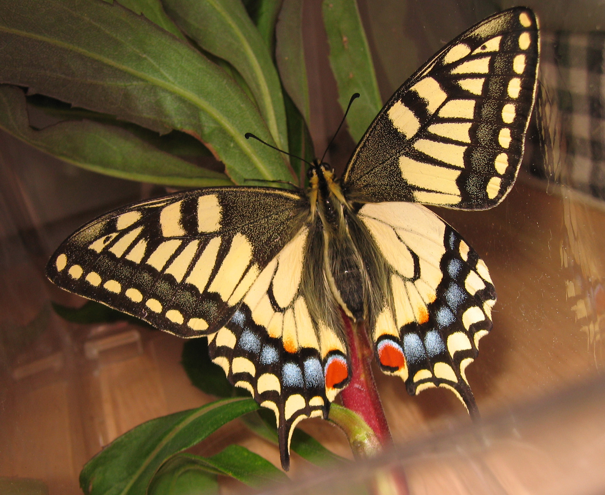ホフスタッターの蝶