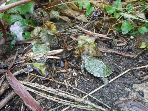 DSCF2369