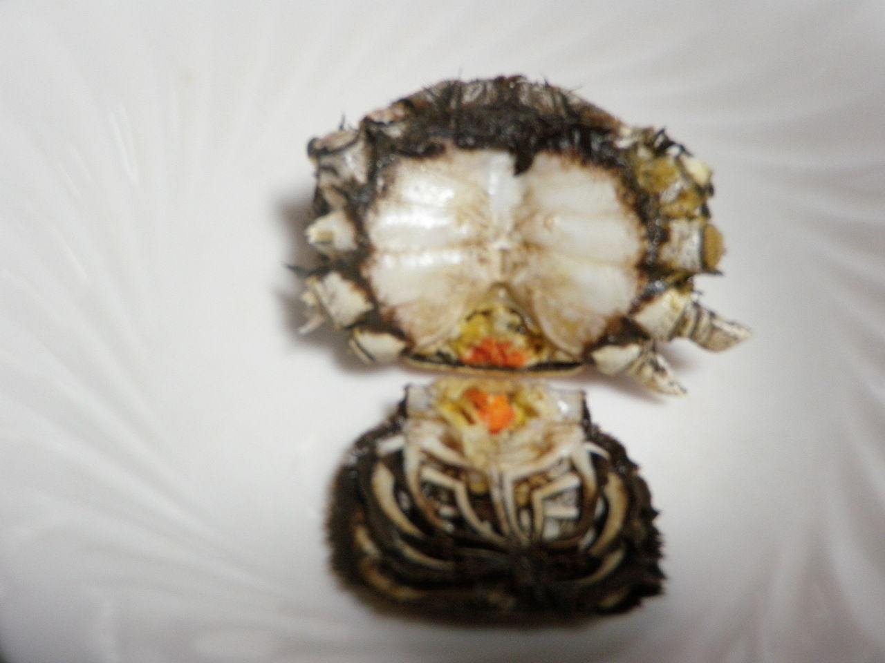 モクズガニ3 甲幅8cmのモクズガニなど 団塊親父のアウトドアライフ モクズガニ3 甲幅8cmのモクズガニなど 団塊親父のアウトドアライフ