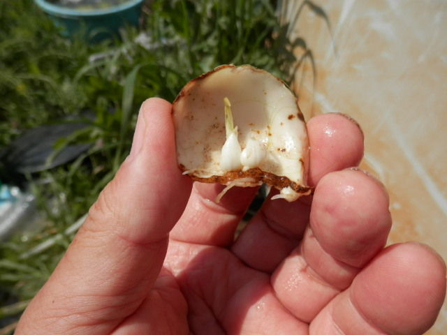 食用のユリ根発芽 団塊親父のアウトドアライフ 食用のユリ根発芽 団塊親父のアウトドアライフ