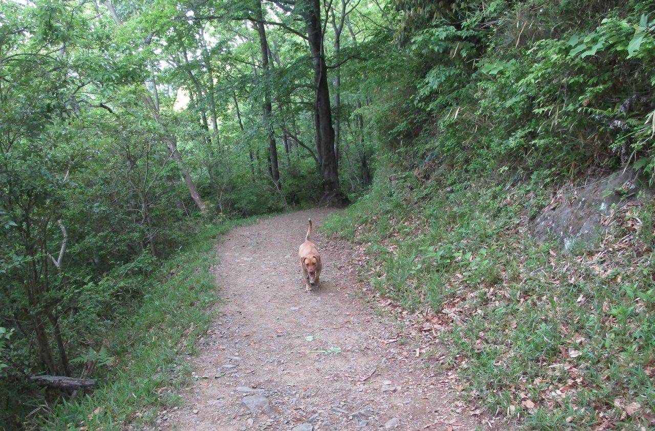 令和始めの山歩きは高崎山そのあとは内成棚田 大分で遊ぼう