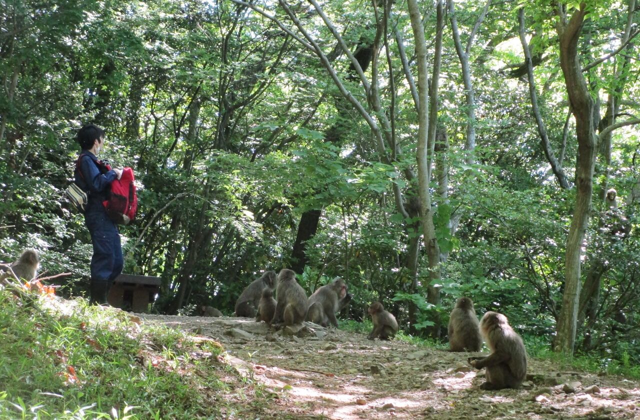 高崎山 登山道のサル観察日記 年5月 大分で遊ぼう 高崎山 登山道のサル観察日記 年5月 大分で遊ぼう