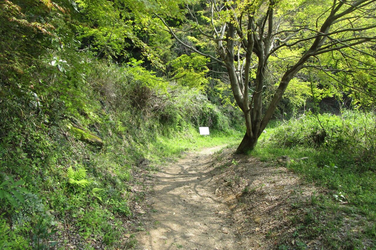 高崎山 登山道のサル観察日記 年4月 大分で遊ぼう 高崎山 登山道のサル観察日記 年4月 大分で遊ぼう