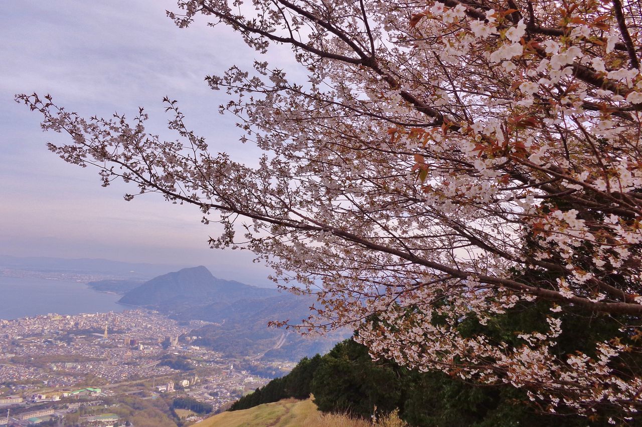 別府 桜の扇山にお花見 15年 大分で遊ぼう