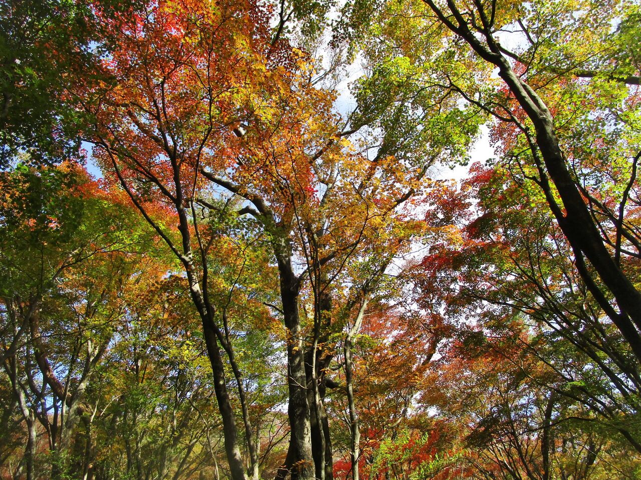 鶴見岳 10 31 紅葉ハイキング 大分で遊ぼう 鶴見岳 10 31 紅葉ハイキング 大分で遊ぼう