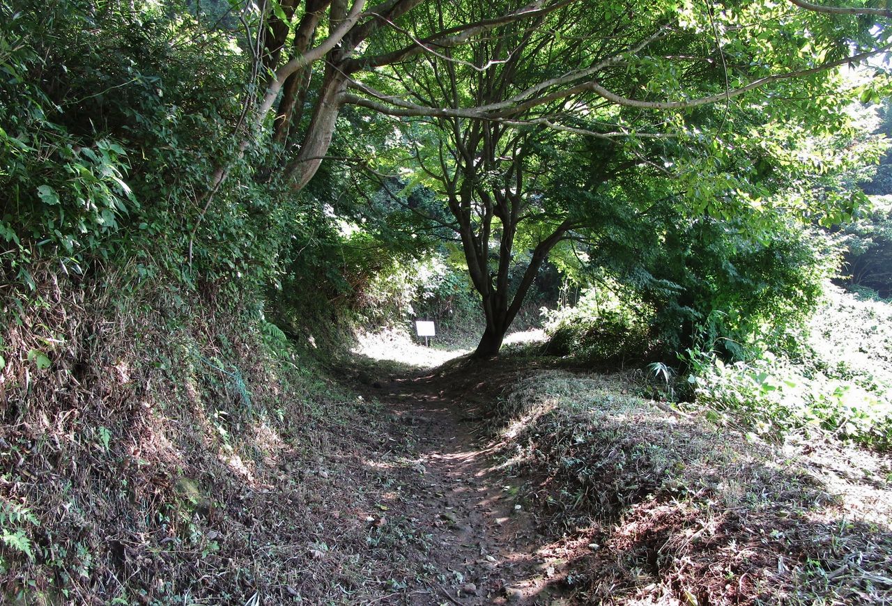 高崎山 登山道のおサル9月 大分で遊ぼう 高崎山 登山道のおサル9月 大分で遊ぼう