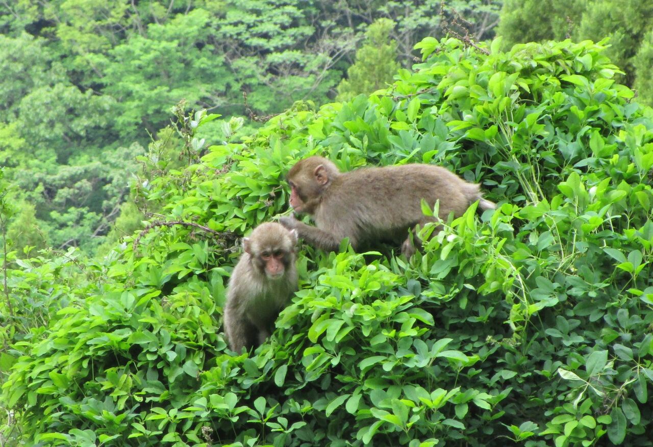 高崎山 登山道のサル観察日記 年5月 大分で遊ぼう 高崎山 登山道のサル観察日記 年5月 大分で遊ぼう