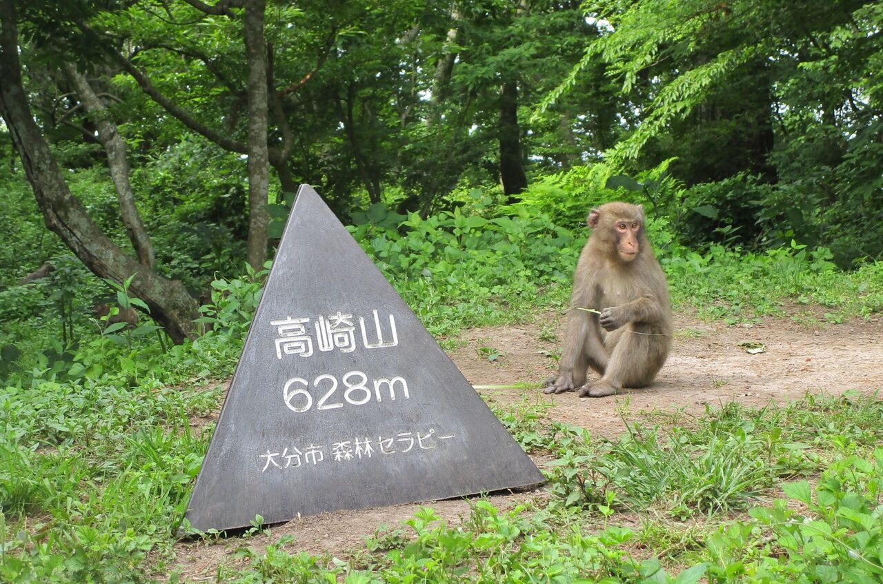 高崎山 登山道のサル観察日記 年5月 大分で遊ぼう 高崎山 登山道のサル観察日記 年5月 大分で遊ぼう