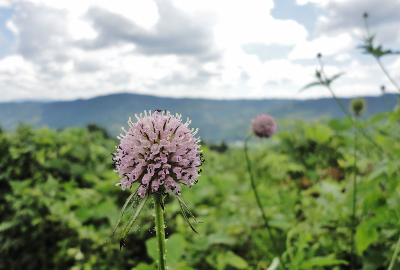 由布 花牟礼山でヒゴタイは見れたのか 大分で遊ぼう