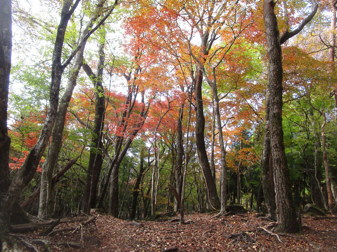 鶴見岳 10 31 紅葉ハイキング 大分で遊ぼう 鶴見岳 10 31 紅葉ハイキング 大分で遊ぼう