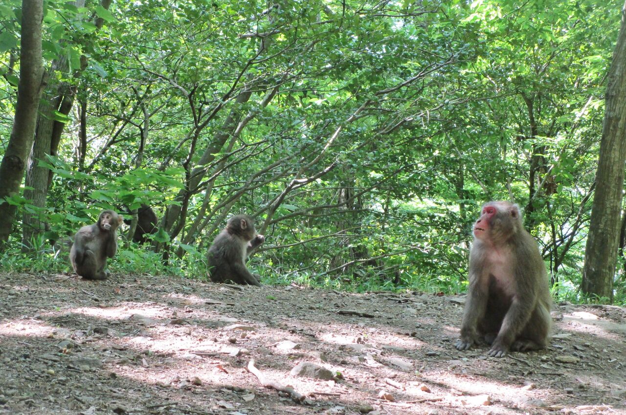 高崎山 登山道のサル観察日記 年5月 大分で遊ぼう 高崎山 登山道のサル観察日記 年5月 大分で遊ぼう