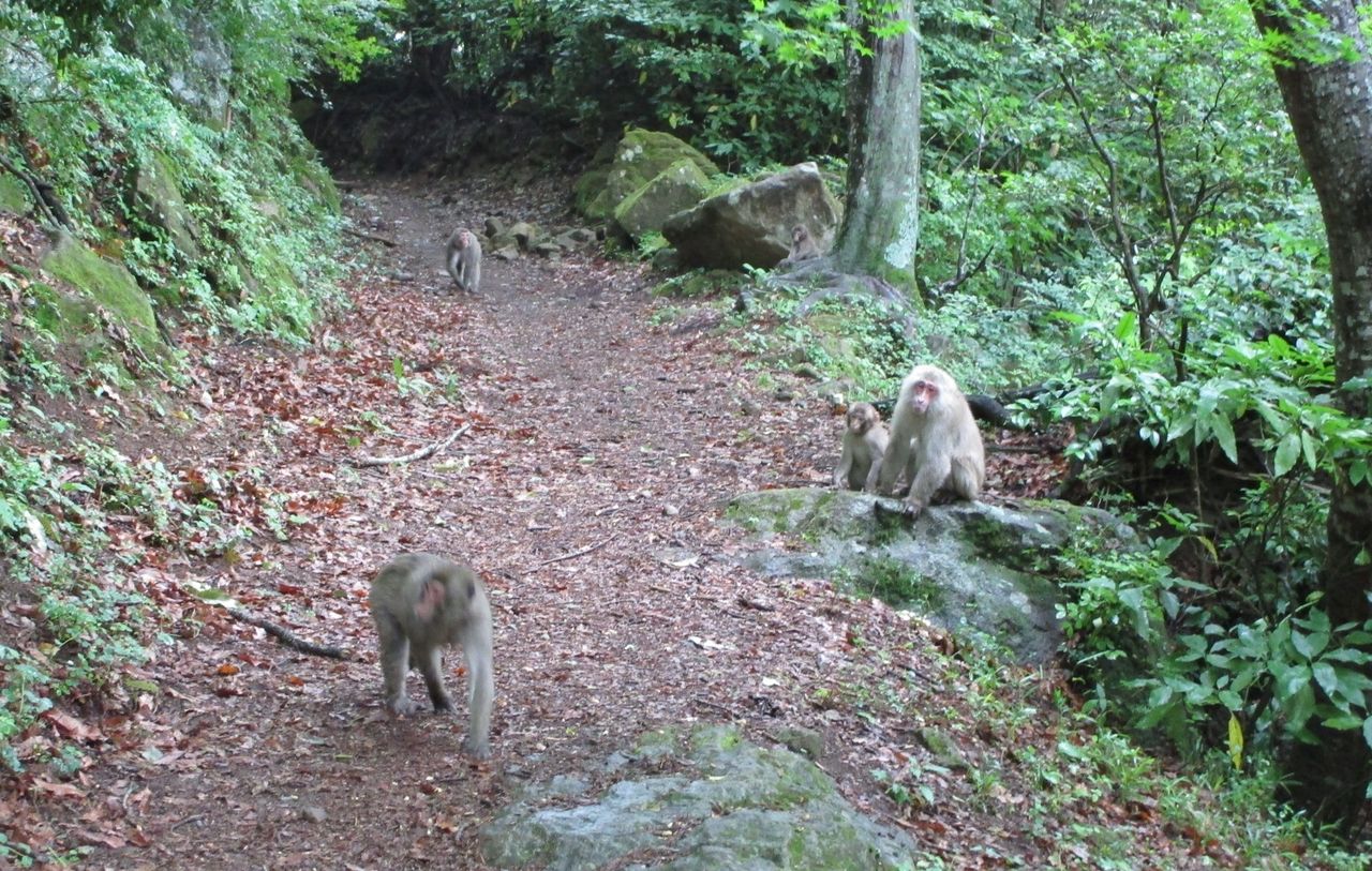 高崎山 登山道のおサル6月 大分で遊ぼう 高崎山 登山道のおサル6月 大分で遊ぼう