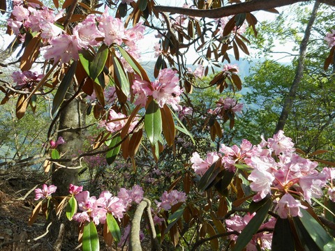 DSCN0811