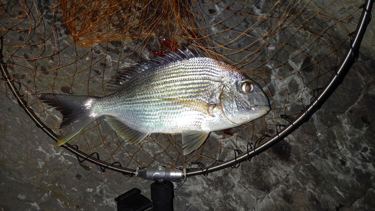 今年のラスト夜釣り ヘダイｇｅｔ 和歌山の建築家サイモン ｓエッセイ