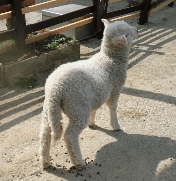4 29 金沢zoo ヒツジ トーキョー 発 動物園 行き 4 29 金沢zoo ヒツジ トーキョー 発 動物園 行き