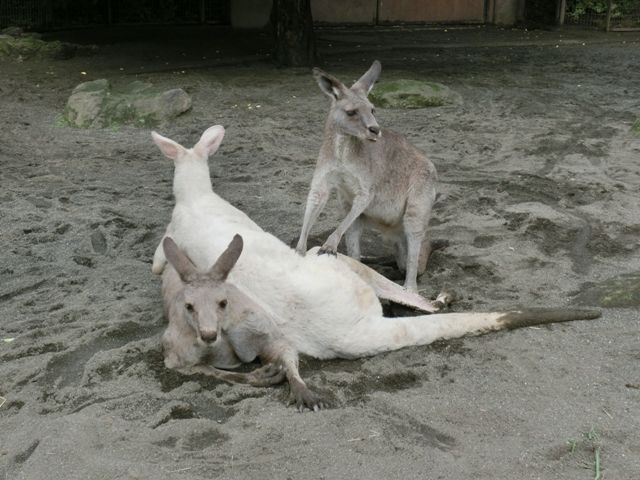 7 22 金沢動物園 ｸﾛｻｲ トーキョー 発 動物園 行き