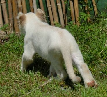 トーキョー 発 動物園 行き 9 8 伊豆アニマルキングダム Livedoor Blog ブログ