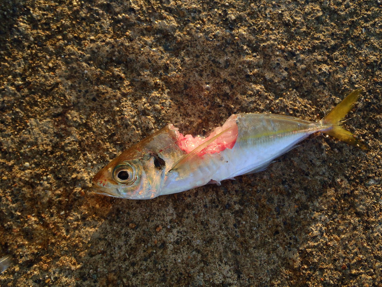 富山の堤防でヤエンのアオリ釣り なんでも釣り師の釣行記