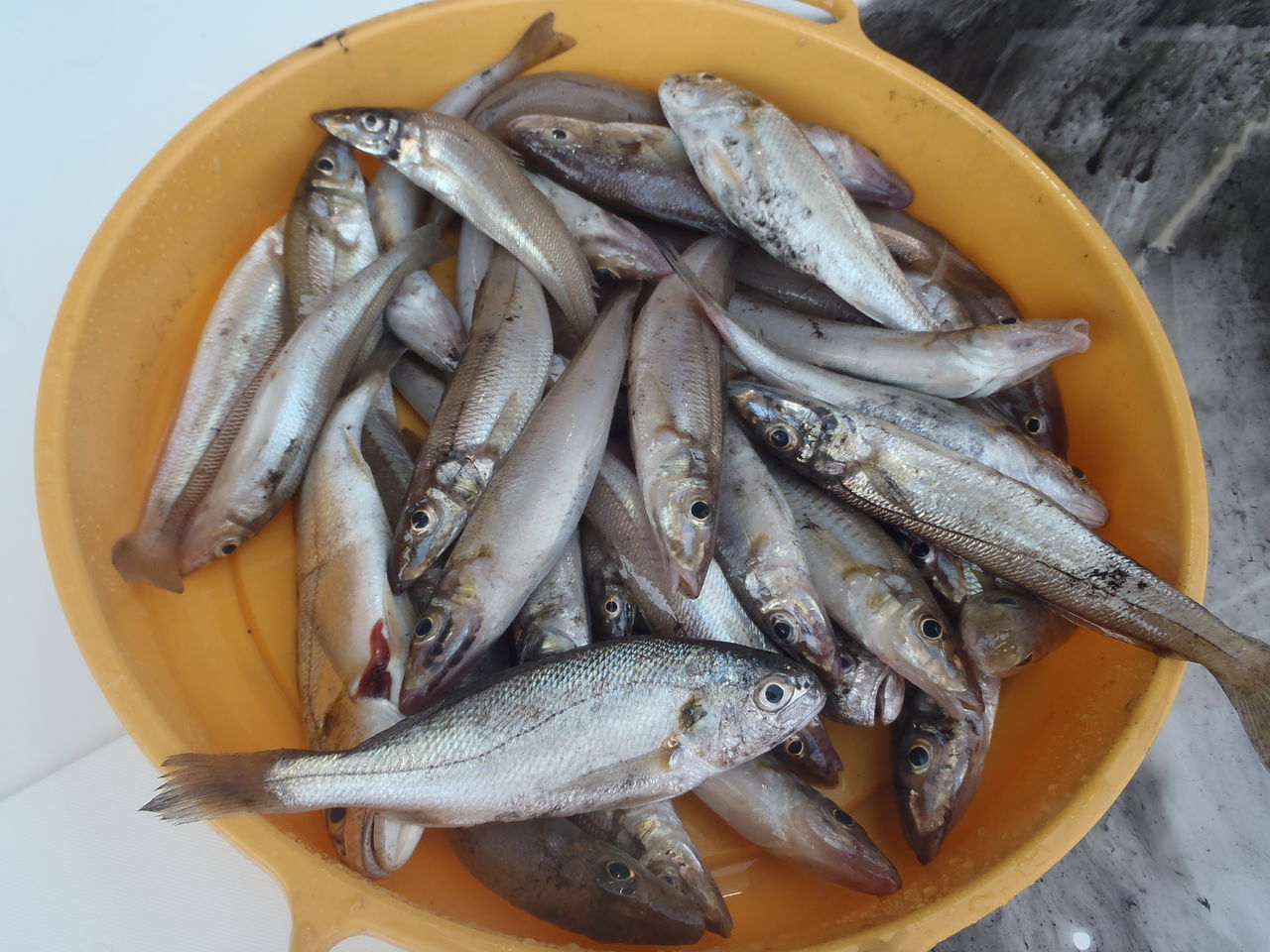 有明海 コウイカ キス なんでも釣り師の釣行記