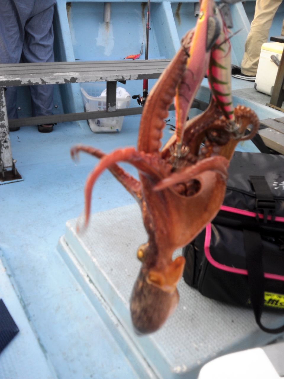 タコ釣り 挑戦 なんでも釣り師の釣行記