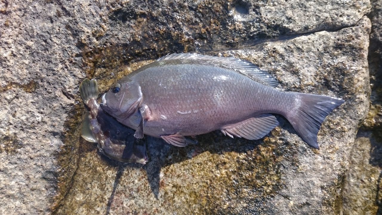 梶賀 寒グレ なんでも釣り師の釣行記 梶賀 寒グレ なんでも釣り師の釣行記