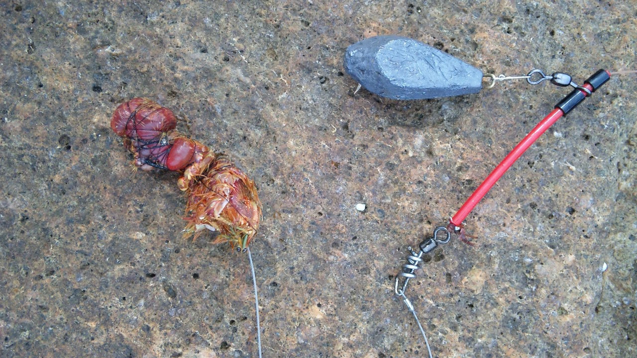 梶賀の磯釣り イシガキ カワハギ大漁 なんでも釣り師の釣行記 梶賀の磯釣り イシガキ カワハギ大漁 なんでも釣り師の釣行記